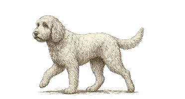 Cobberdog