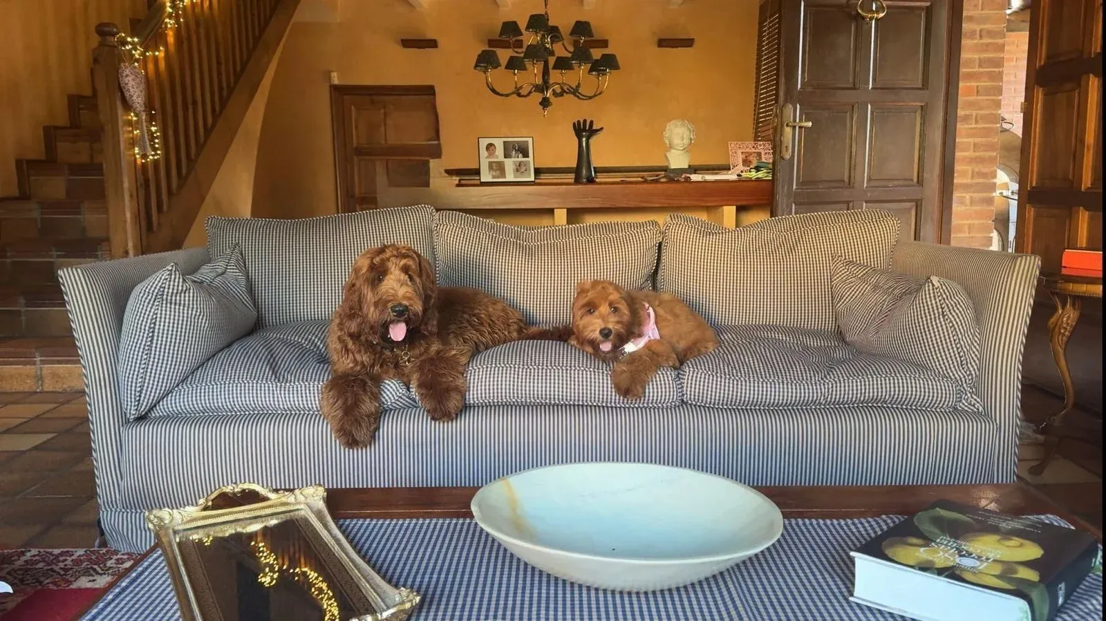 Cobberdog