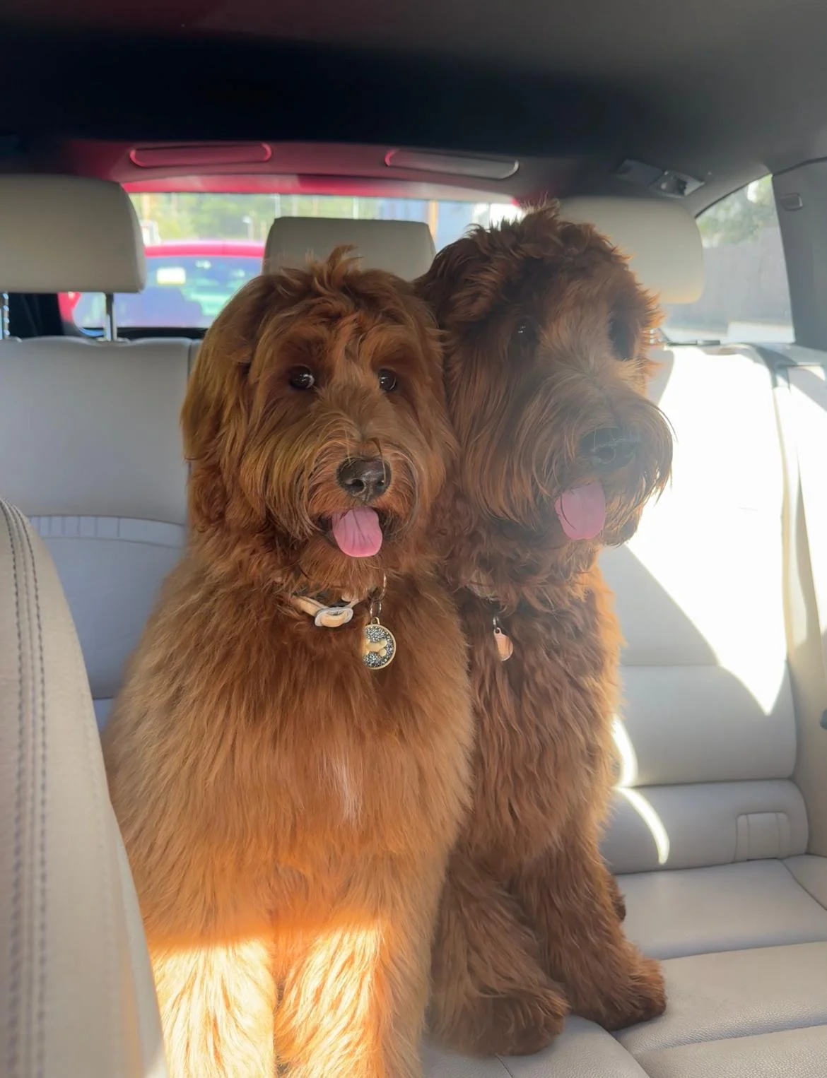 Cachorros descansando