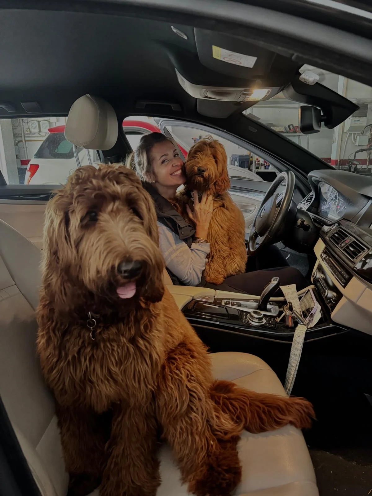 Primer plano cobberdog