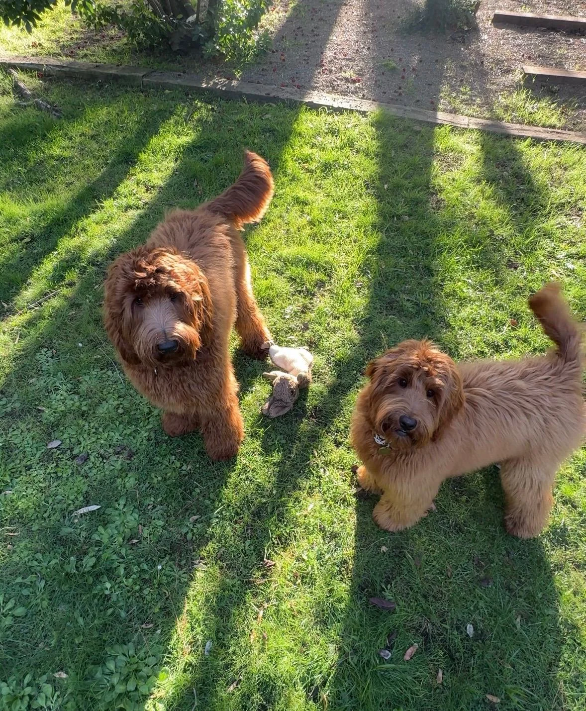 Proceso de reserva de cachorros Cobberdog