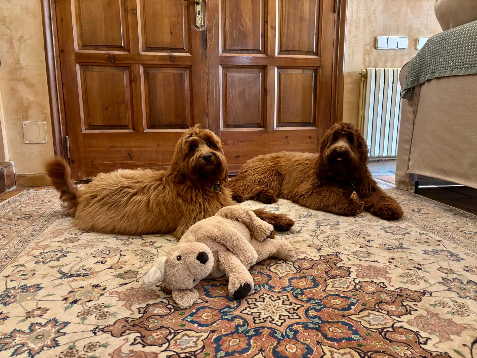 Documentación y pruebas de salud del Cobberdog