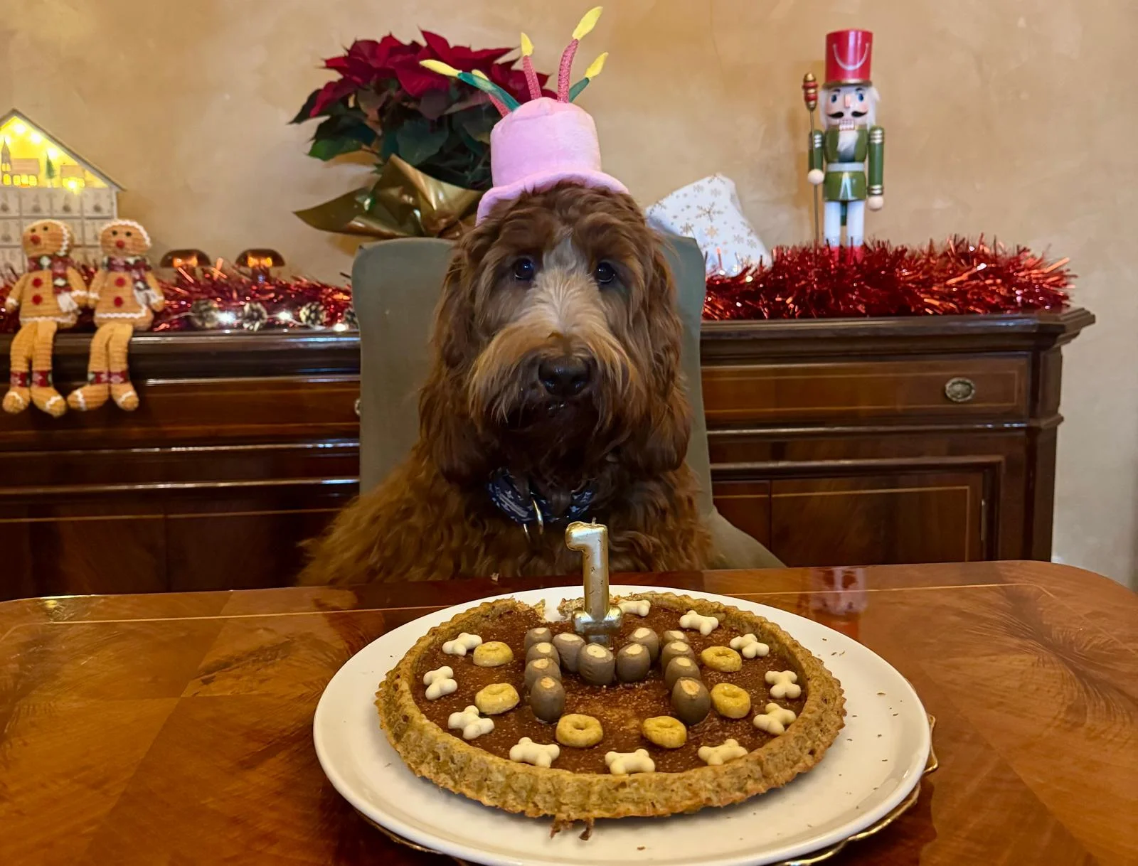 Cuidados y atención para tu Cobberdog