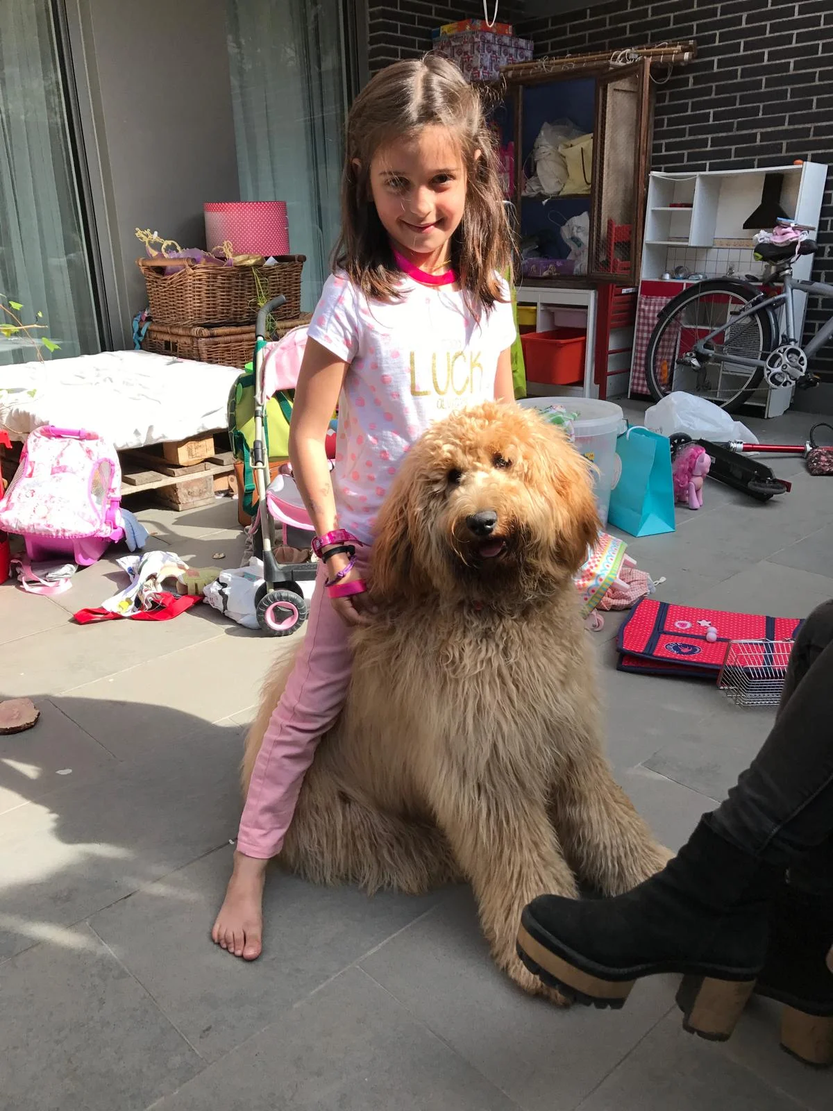 Cobberdog adulto en adopción con su nueva familia